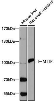 Anti-MTTP Rabbit pAb