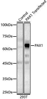Anti-PAX1 Rabbit pAb