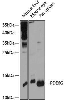 Anti-PDE6G Rabbit pAb
