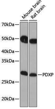 Anti-PDXP Rabbit pAb