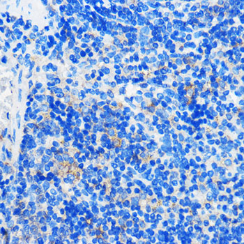 Anti-HCAR3 Rabbit pAb