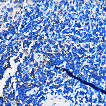 Anti-HCAR3 Rabbit pAb