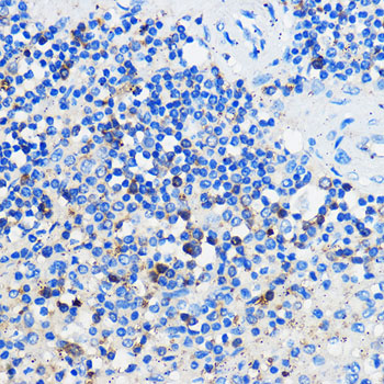 Anti-HCAR3 Rabbit pAb