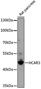 Anti-HCAR3 Rabbit pAb