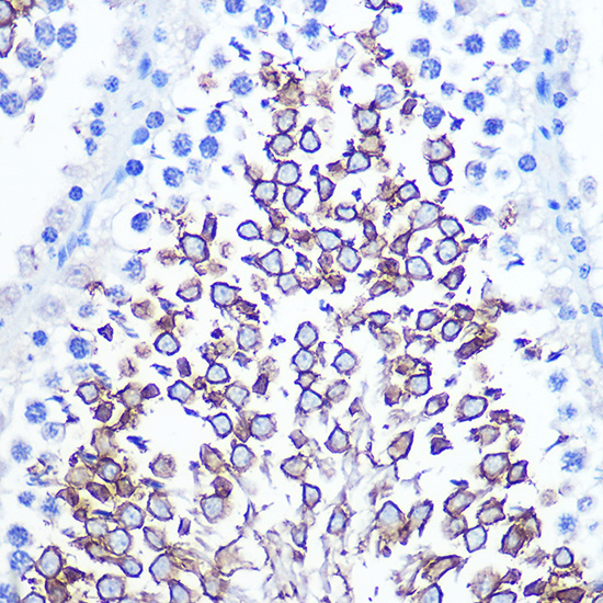 Anti-CD47 Rabbit pAb