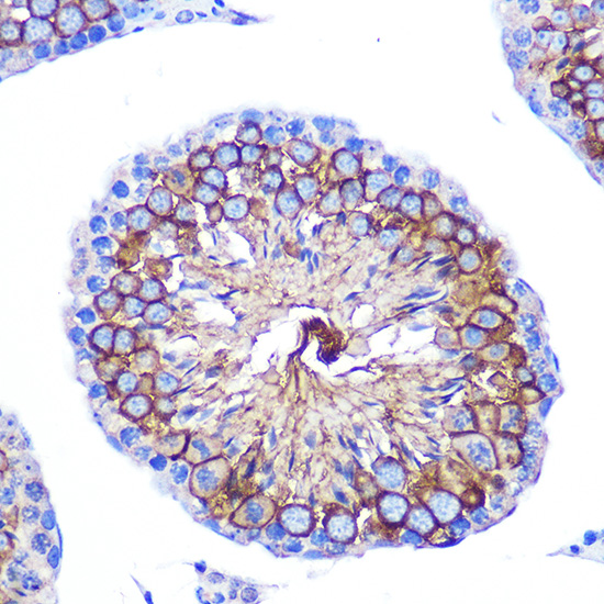 Anti-CD47 Rabbit pAb