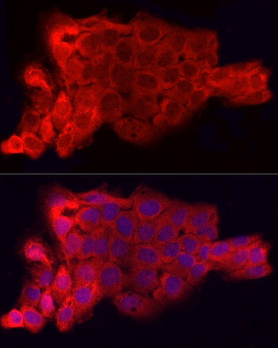 Anti-CD47 Rabbit pAb