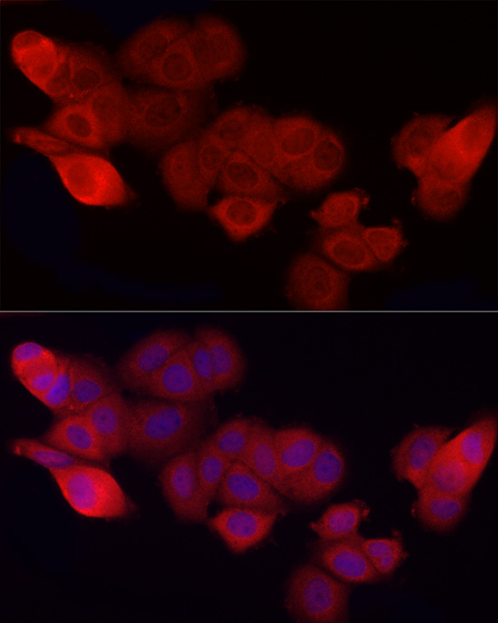 Anti-CD47 Rabbit pAb