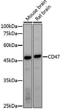 Anti-CD47 Rabbit pAb
