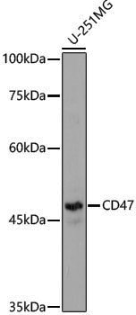 Anti-CD47 Rabbit pAb
