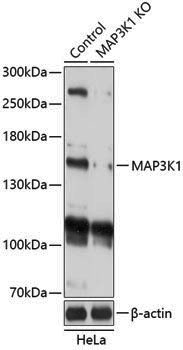 [KO Validated] Anti-MAP3K1 Rabbit pAb