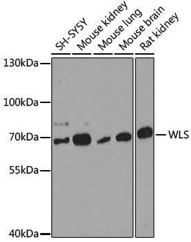 Anti-WLS Rabbit pAb