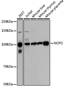 Anti-NOP2 Rabbit pAb