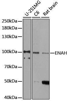 Anti-ENAH Rabbit pAb