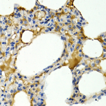 Anti-IL9 Rabbit pAb