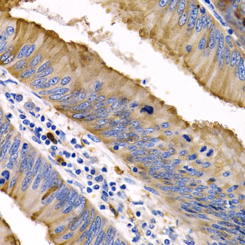 Anti-IL9 Rabbit pAb