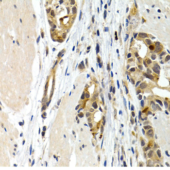 Anti-IL9 Rabbit pAb