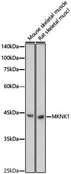 Anti-MKNK1 Rabbit pAb