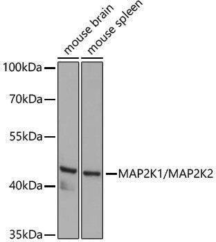 Anti-MEK1/2 Rabbit pAb