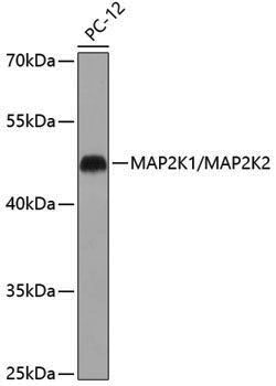 Anti-MEK1/2 Rabbit pAb