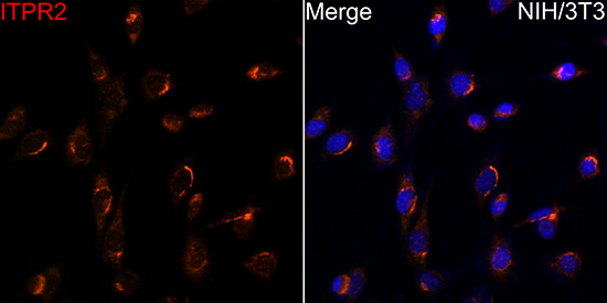 Anti-ITPR2 Rabbit pAb