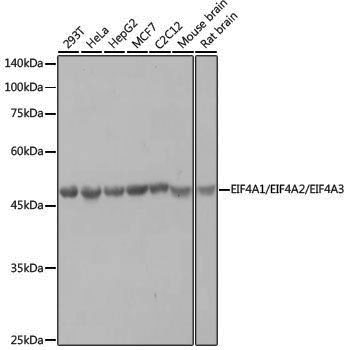 Anti-eIF4A Rabbit pAb