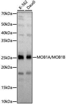 Anti-MOB1A/MOB1B Rabbit pAb
