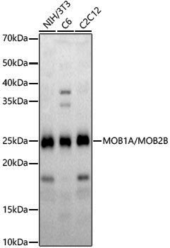 Anti-MOB1A/MOB1B Rabbit pAb