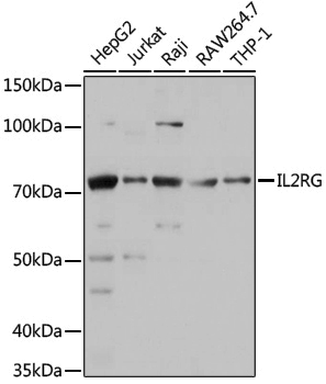 Anti-CD132/IL-2 R gamma Rabbit pAb