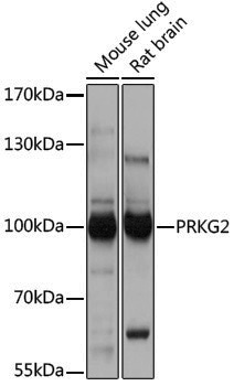 Anti-PRKG2 Rabbit pAb