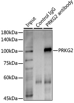 Anti-PRKG2 Rabbit pAb