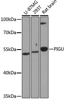 Anti-PIGU Rabbit pAb