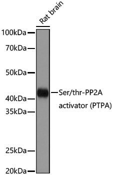 Anti-Ser/Thr-PP2A activator Rabbit pAb