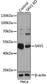 [KO Validated] Anti-SAV1 Rabbit pAb