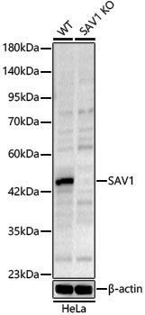 [KO Validated] Anti-SAV1 Rabbit pAb