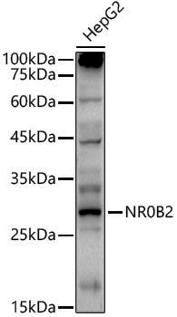 Anti-SHP/NR0B2 Rabbit pAb