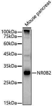 Anti-SHP/NR0B2 Rabbit pAb