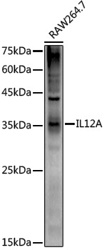 Anti-IL12A Rabbit pAb
