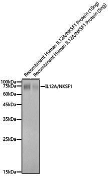Anti-IL12A Rabbit pAb