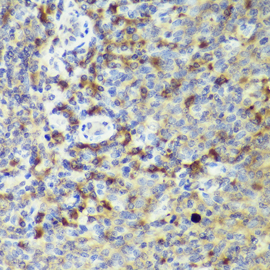 Anti-IL18 Rabbit pAb