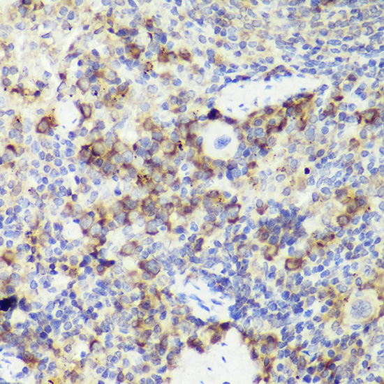 Anti-IL18 Rabbit pAb