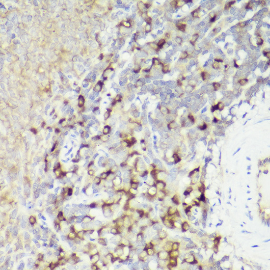 Anti-IL18 Rabbit pAb