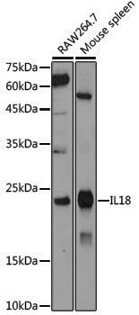 Anti-IL18 Rabbit pAb