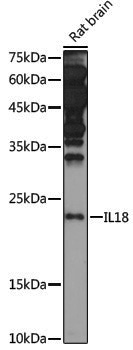 Anti-IL18 Rabbit pAb