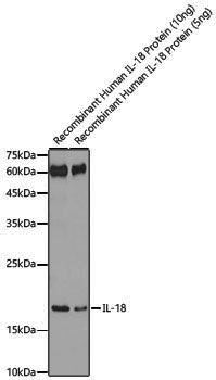Anti-IL18 Rabbit pAb