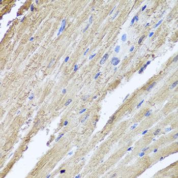 Anti-PIK3C2A Rabbit pAb