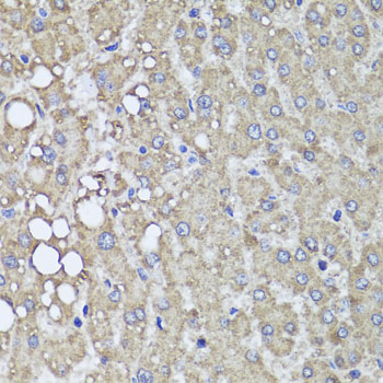 Anti-PIK3C2A Rabbit pAb