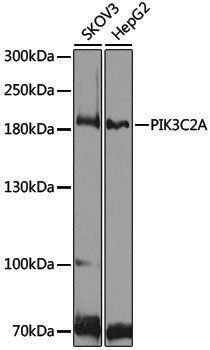 Anti-PIK3C2A Rabbit pAb