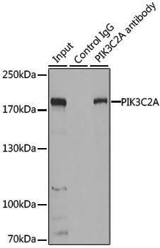 Anti-PIK3C2A Rabbit pAb