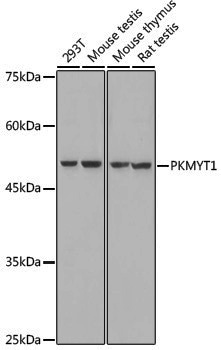 Anti-PKMYT1 Rabbit pAb